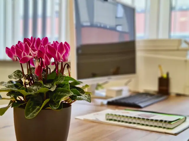 Rosa blühendes Alpenveilchen auf dem Schreibtisch, dahinter Bildschirm und Tastatur