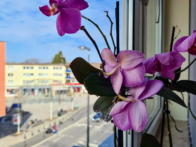Violette Orchidee am Fenster, draußen der Platz vor der Praxis